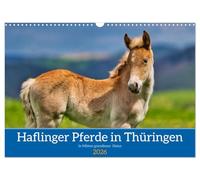 Haflinger Pferde in Thüringen (Wandkalender 2026 DIN A3 quer), CALVENDO Monatskalender: Die schönsten Pferde in grandioser Thüringer Natur
