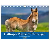 Haflinger Pferde in Thüringen (Wandkalender 2026 DIN A4 quer), CALVENDO Monatskalender: Die schönsten Pferde in grandioser Thüringer Natur