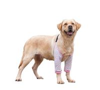 HAGJII Coudière pour Chien pour Une Protection ExtrêMe Contre Les Callosités Attelle D'épaule Ajustable Protège-Coude pour Chien pour Pattes Avant Chien Coude Protecteur(XXL,A)