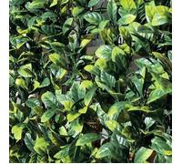 Tenax Divy 3D Plus Laurus 1,00x 3m Vert, Haie Artificielle en Feuilles de Laurier, Brise-vue Balcons et Jardins