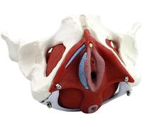 HAIKANGSHOP Modèle Anatomique des Muscles du Plancher Pelvien Féminin Modèle D'affichage du Bassin Féminin Détachable for L'apprentissage De l'enseignement