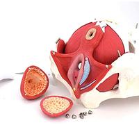 HAIKANGSHOP Modèle Naturel Bassin Féminin Anatomique Médical Taille Réelle avec des Organes Amovibles - Modèle Pelvien - Squelette Bassin Féminin - Maquette Anatomique