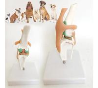 HAILMGAY Modèle anatomique de l'articulation du genou canine, modèle de genou de chien, modèle de genou du stifle canine, modèle anatomique de l'articulation artificielle à taille naturelle