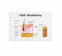 Hair Strand Lifecycle Poster for Beauty Enthusiasts and Self Care Education