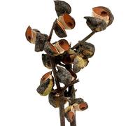Hakea branches décoration naturelle, fleurs séchées pour arrangements funéraires, 5-9 têtes, 20 pièces