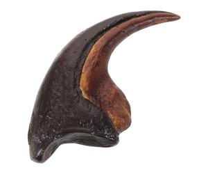 HAKIDZEL Griffe de Dinosaure Décorative Monolophosaure en Matériau Synthétique, Modèle de Griffe Préhistorique Simulée, Reproduction Réaliste, Très Détaillée et Scientifique,