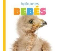 Halcones Bebes