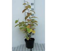Halesia carolina - Arbre à perce-neige 30- 40 cm Conteneur