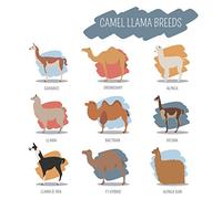 Half a Donkey Grand torchon en Coton Motif Races de Chameau et Lama