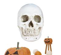 Halloween Skeleton Skull - Human Skull Model, Perfect Party Supplies