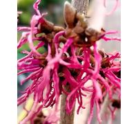 Hamamelis Intermedia Feu magique 30-40 cm