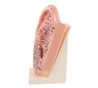 HAMPPLIES Modèle Pédagogique D’oreille 23 Cm en Plastique Solide Lettrage Complet des Points D’acupuncture Auriculaire, Outil Éducatif 3d pour Apprentissage en Réflexologie et Formation