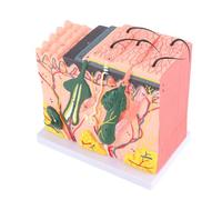 Hamwesh Modèle d'anatomie Cutanée, Modèle de Peau Humaine 3D 50x élargi avec des Follicules Pileux pour l'enseignement de la Classe de Sciences