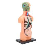 Hamwesh Modèle de Corps Humain, Assemblage Anatomique en Plastique Réaliste, Modèle de Squelette Humain, d'anatomie avec 8 Organes Amovibles, Guide d'étude pour Enseignants, étudiants, Enfants,
