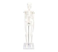 Hamwesh Modèle de Squelette Humain, Mini 45 Cm avec Bras Mobiles, Jambes, Articulations Métalliques Amovibles, Outil d'étude de l'anatomie du Système Squelettique Réaliste pour étudiants,