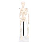 Hamwesh Modèle de Squelette Humain, Proportions Précises de 42 Cm, Taille Réelle, Squelette d'anatomie Flexible, Modèle d'anatomie du avec Support et Base pour l'enseignement en école de Médecine