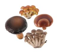 HANABASS Lot de 4 Jouets Éducatifs Simulant la des Champignons pour Garçon et Filles Modèles de Cycle de Vie Jouets Cognitifs pour L'Éducation Scientifique à