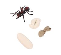 HANABASS Modèle Cycle de Vie Fourmi Rouge Simulée Éveil Garçon Fille Éducatif Cognition Évolution Biologique