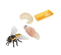 HANABASS Modèles De Croissance des Abeilles Éducatifs pour Garçon Et Filles, Ensemble 4 Pièces en Plastique Sécurisé, Jouets Cognitifs D’éveil, Décoration Scientifique pour Apprentissage Biologique