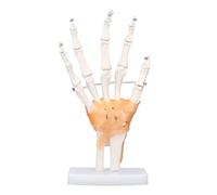 Hand Skeleton Model Life Size, Human Hand Bone Model with Joints, PVC Hand Joint Model for Anatomy Study, Flexible Movement Hand Skeleton with Stable Base for Medical Teaching and