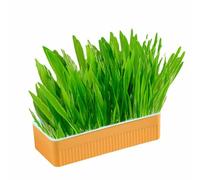 HANHEFLY Hydroponic Cat Grass Flowerpot, Une boîte à Outils de Culture sans scolarisation et sans Odor, conçue sans Creuser, Facile pour la Plantation et l'entretien intérieurs