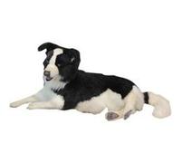 Hansa - Border Collie couché G