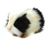 Hansa Toy Peluche Cobaye Noir et blanc 20 cm