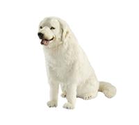 peluche geante Chien de Montagne des Pyrennées Assis 90cmH/140cmL
