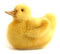 Hansa Plush Chick Duck 6