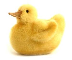 Hansa Plush Chick Duck 6