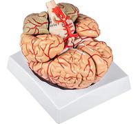 HAODING Modèle Anatomie, Humain Anatomique, Maquette Anatomique Cerveau Humain Sectionné Modèle Artère (9 Pièces, Socle, Démontable, Plastique Colorisé)