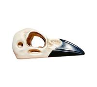 Haodream Tête de mort pour oiseaux, niche, naturel, non toxique, taille L | Crâne d'oiseau réaliste - Protection pour reptiles - Pour enclos de terrarium, cachette sûre pour