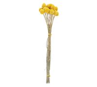 Haofy Bouquet de Fleurs Séchées en Chardon doré, pour Les Fêtes de Mariage, Décoration Intérieure avec des Fleurs Séchées Jaunes sans humidité Fleur Séchée