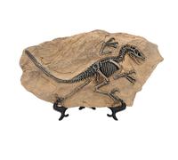 Haofy Dinosaur Skeleton Statue Restin Restin Replica for Decoration of The Office at Home, Ornement of The Unique Dinosaur pour la Résine D'exposition de 19,5 Cm