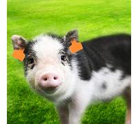 Haofy Étiquette d'oreille pour Bétail, Matériau PP, Couleur Vive, Grande Taille pour l'identification et la Vaccination des Porcs et du Bétail (Médaille d'oreille cochon sans texte orange)