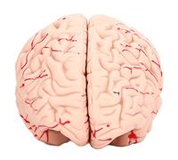 Haofy Modèle de Cerveau Humain pour Enfants, Moule D'étude Détachable en Neurosciences avec Carte D'étude pour L'école et la Maison, Matériau en PVC Durable
