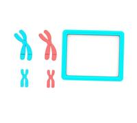 Haofy Modèle de Chromosomes de Méiose, Kit ADN Pédagogique, 16 X 13,2 X 2 | Affichage Génétique Détachable, Réutilisable, Portable, Précis, Idéal Lycée