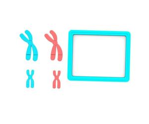 Haofy Modèle de Chromosomes de Méiose, Kit ADN Pédagogique, 16 X 13,2 X 2 | Affichage Génétique Détachable, Réutilisable, Portable, Précis, Idéal Lycée