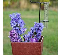 Haofy Tube à Essai de Gage de Pluie en Verre de Haute qualité pour Jardin Extérieur, 2pcs 5 Pouces de la Jauge de Pluie avec des Incréments de Pouces Standard, Parfaits pour Les Amateurs de Jardin