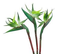 HAOSHICS 3 pièces de fleurs artificielles Oiseau du Paradis, fausses fleurs Strelitzia, plantes en soie artificielle pour décoration de table de mariage à la maison ou au bureau (petit, vert)