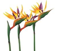 HAOSHICS Lot de 6 fleurs artificielles pour paradis - Fleurs artificielles en soie - Décoration de table de mariage - Orange - Taille L