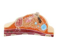 Haowul Modèle Anatomique du Sein, Modèle Humain, Structure du Profil du Sein Féminin, Modèle Anatomique, Anatomie, Maladie, Cancer, Modèle Pathologique du Sein