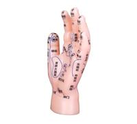 HAPINARY Modèle De Main Réflexologie Avec Représentation Précise Des Points Acupuncture Pour Éducation Médecine Traditionnelle Chinoise Et Pratique De Massage