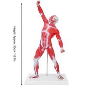 Hapivida Modèle d'anatomie musculaire humaine, figure du système musculaire, 50 cm, avec une texture musculaire de base et claire, pour l'enseignement de la physiologie médicale