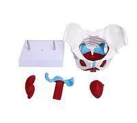 Hapivida Modèle de bassin féminin, modèle anatomie médicale détachable, avec rectum de la vessie de l'utérus périnéal, pour la pratique infirmière