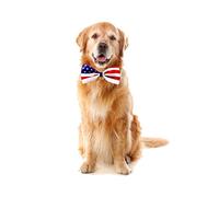 Happyyami 3 Pièces Cravate Ajustable au Cou Dog Collar collerette Chat Chiens Chemise à nœud aboyer Collier réglable pour Animaux de Compagnie Accessoires pour Animaux de Compagnie