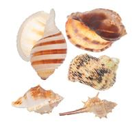 Happyyami 5pièces Coquillages Naturels Décoratifs pour Aquarium Habitats De Crabe Et Décorations De Plage Décorations Polyvalentes pour Réservoirs Et Événements