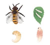 Happyyami Figurines d'Insectes en Plastique Modèle de Cycle de Croissance d'Abeille Modèle d'Animaux d'Insectes de Simulation Jouet Cognitif pour Enfants