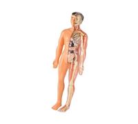 harayaa Kits de Puzzle Des Corps Humains Parties Organes, Translucide