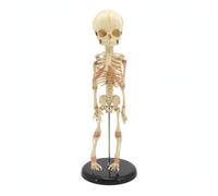 harayaa Maquette Anatomique Bébé Squelette Bébé Modèle Osseux Aide Pédagogique en PVC Robuste avec Détails des Sutures et Articulations sur Socle Stable en